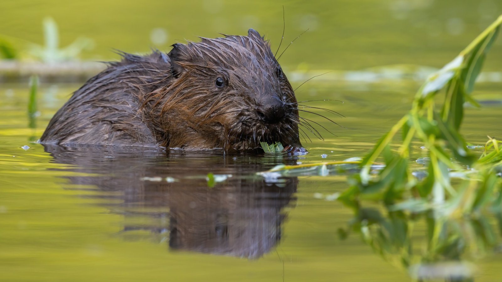 Eurasian beaver gnawing leaves in water in summertime