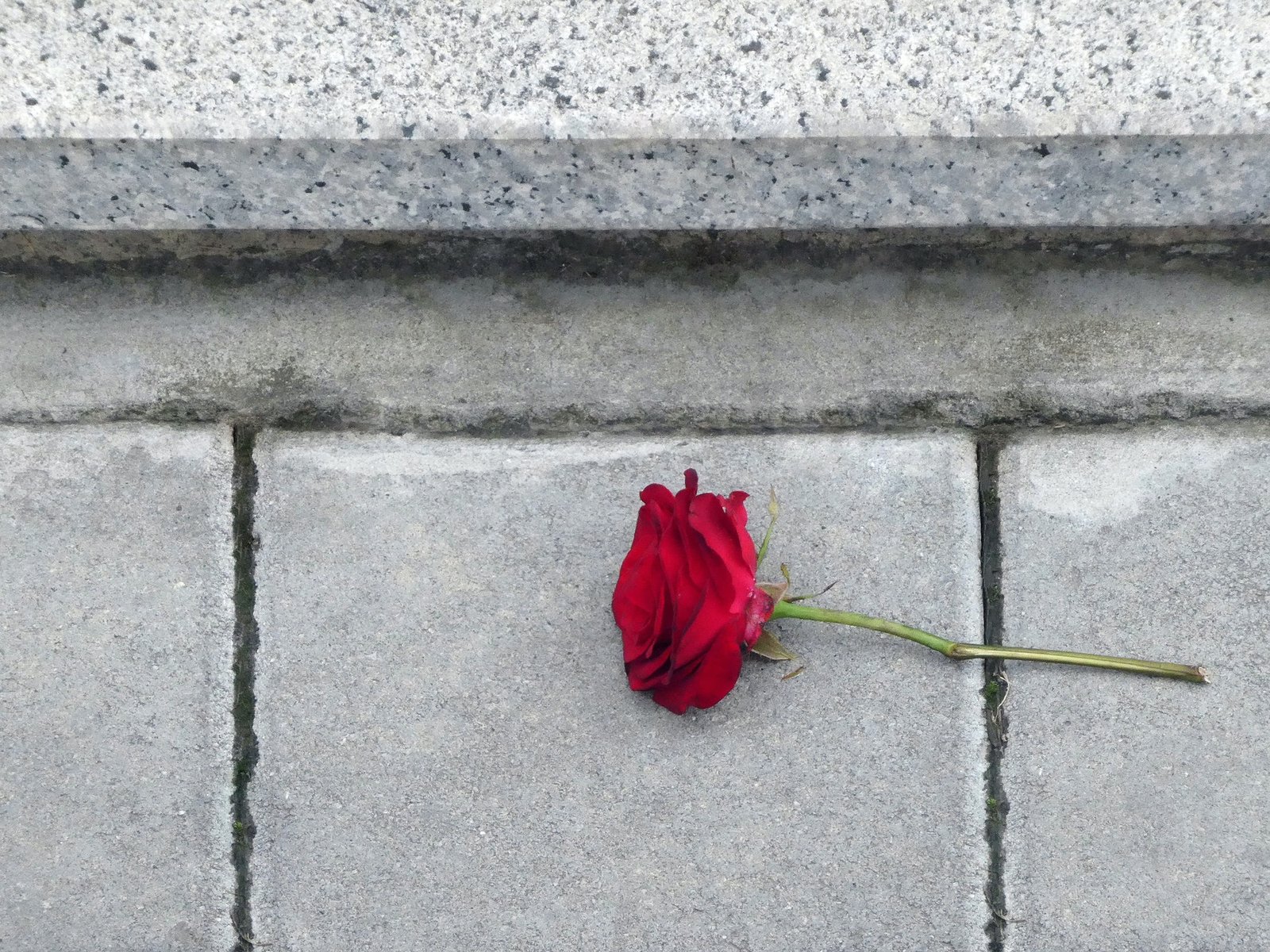 Red rose on the ground in a street - heartbreak concept