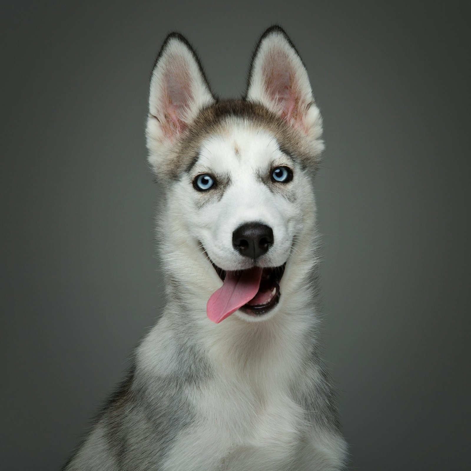 Cute husky puppy dog