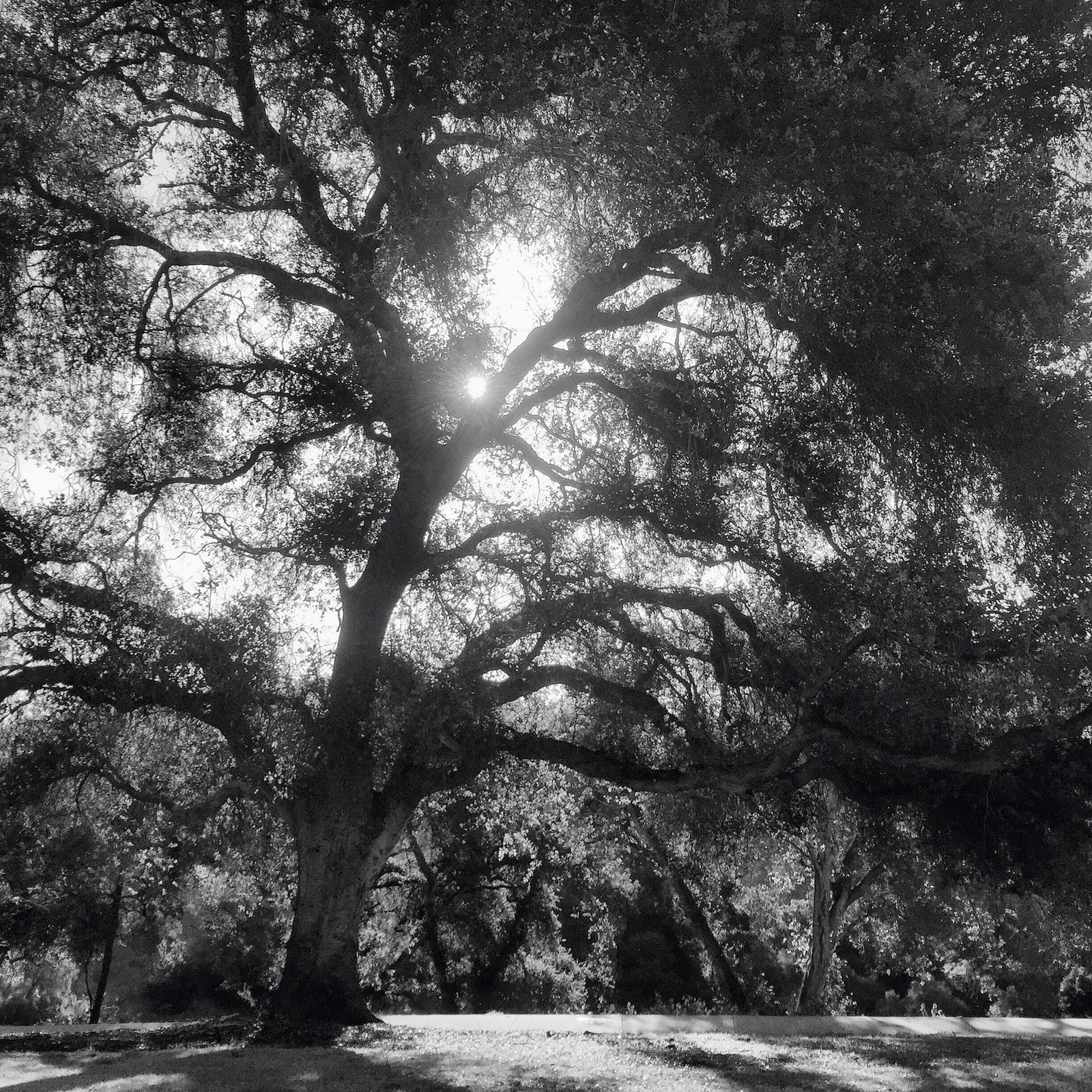 Daydreaming in Balboa Park, San Diego, California.